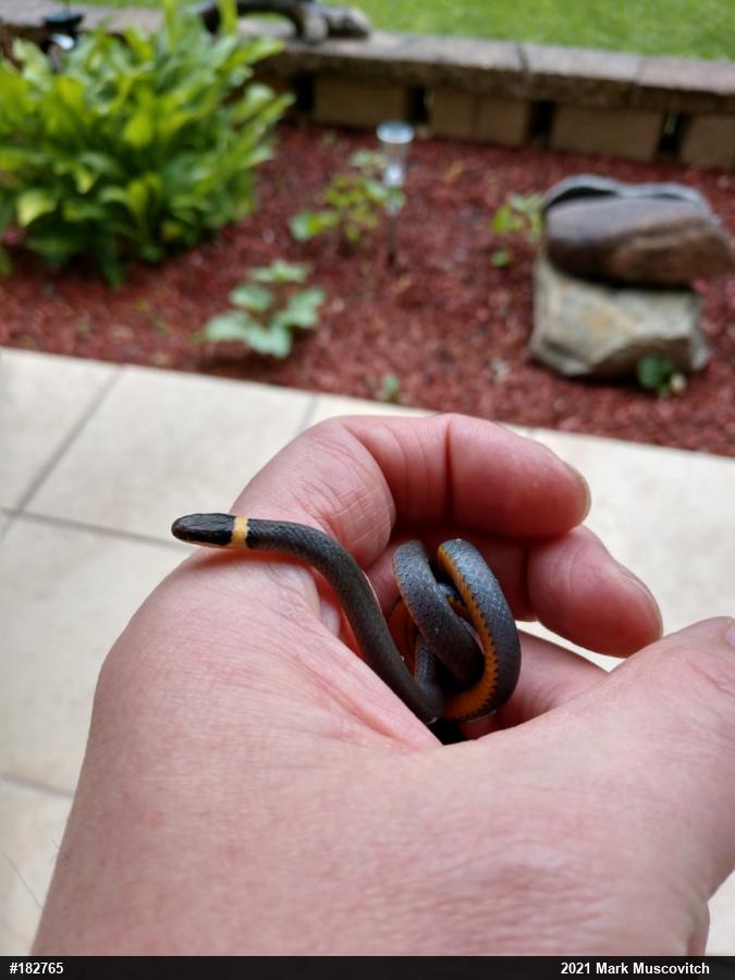 Northern Ring-necked Snake