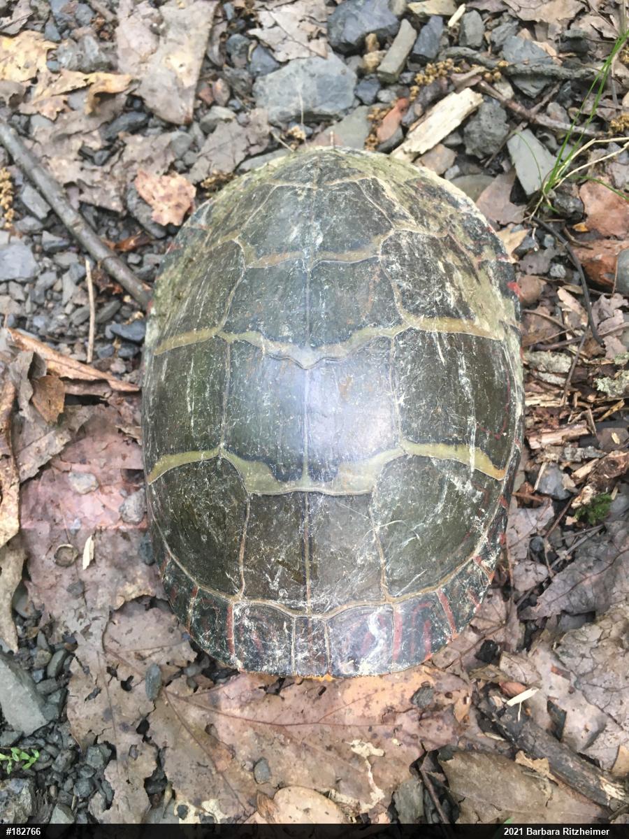 Eastern Painted Turtle