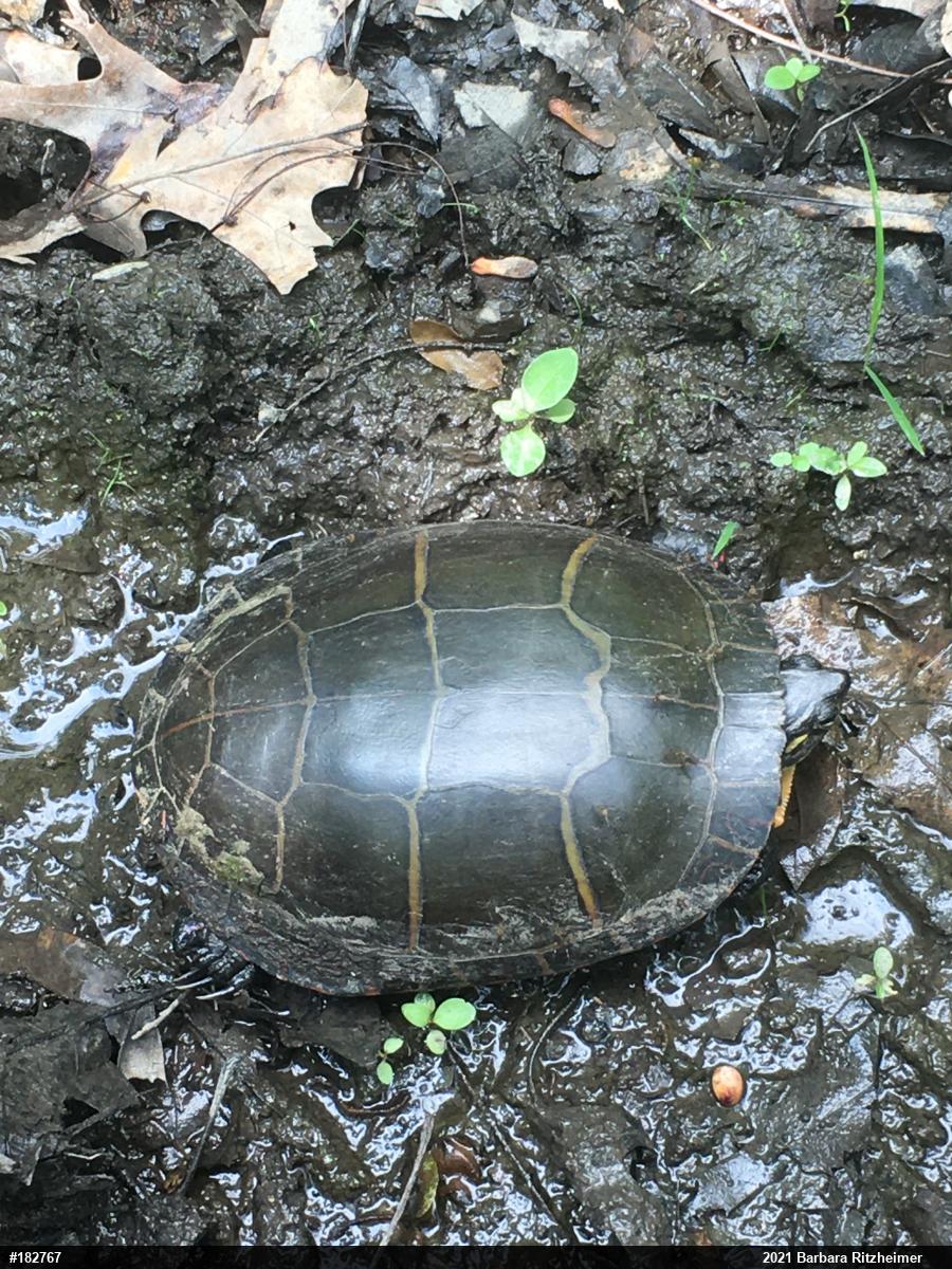 Eastern Painted Turtle