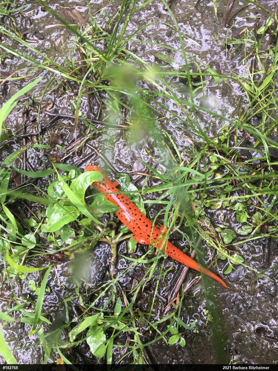 Northern Red Salamander