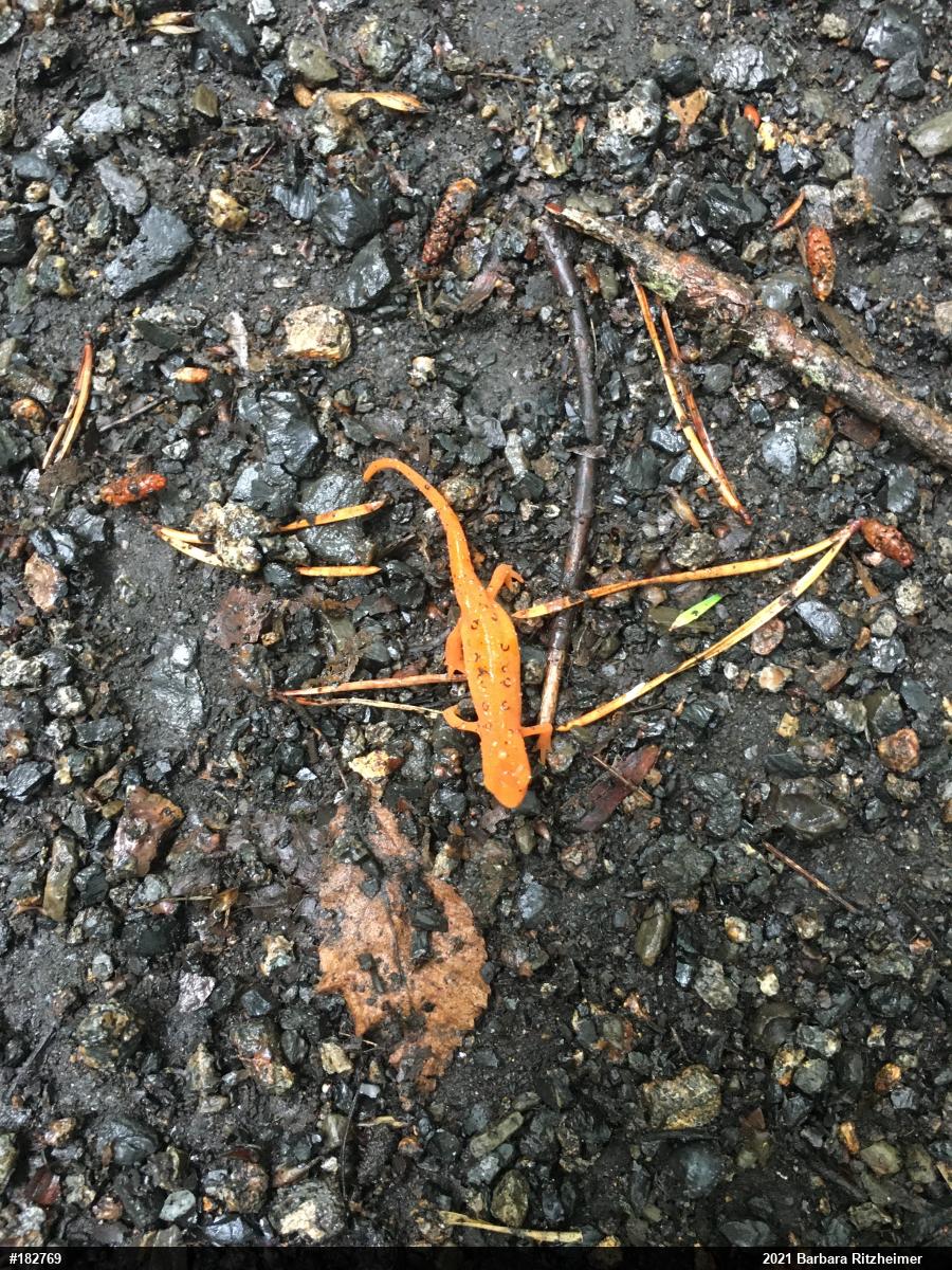 Red-spotted Newt