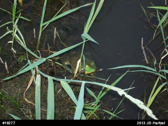 American Bullfrog