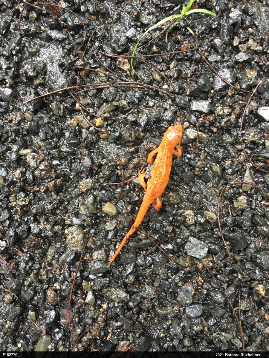 Red-spotted Newt