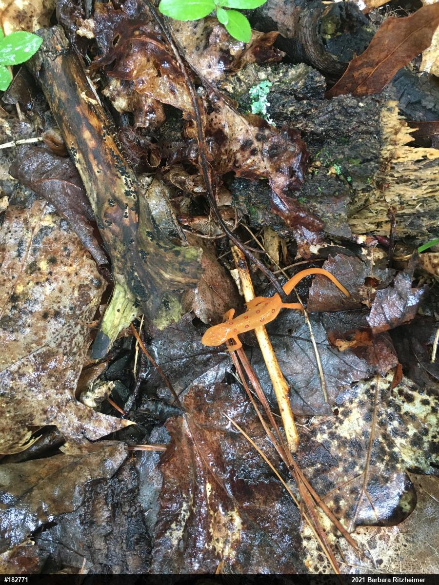 Red-spotted Newt