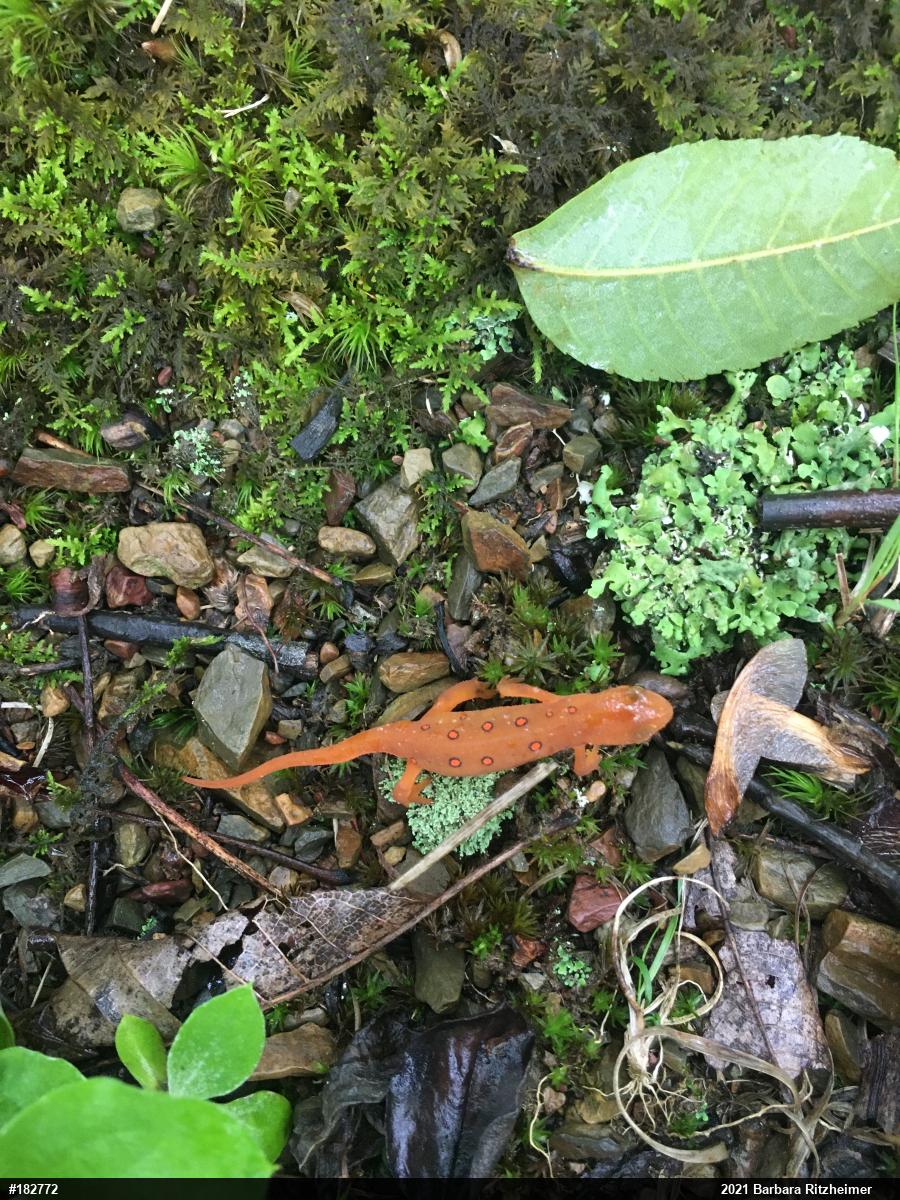 Red-spotted Newt