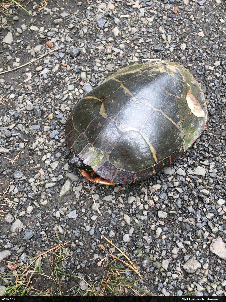 Painted Turtle