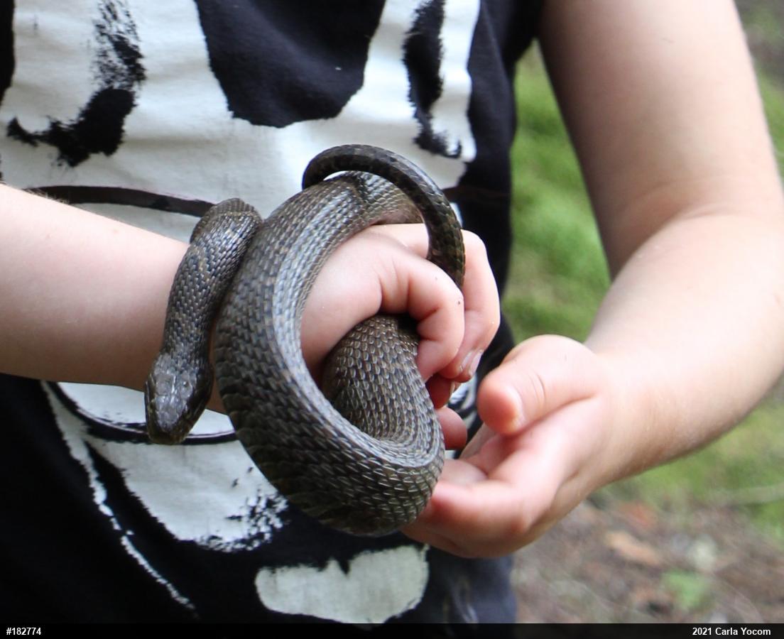 Northern Watersnake