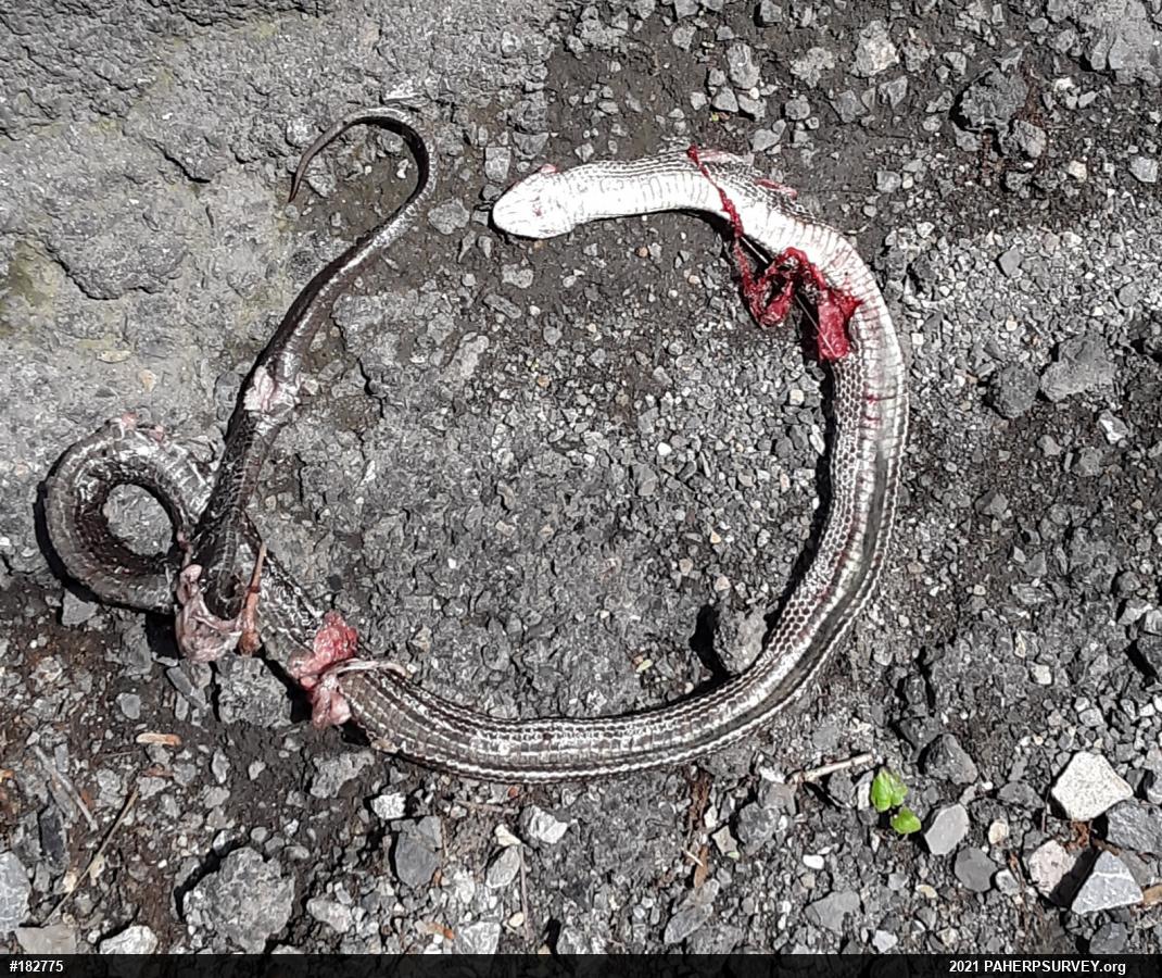 Eastern Ratsnake