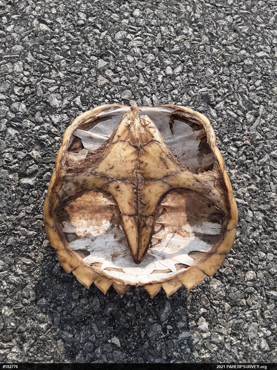 Snapping Turtle
