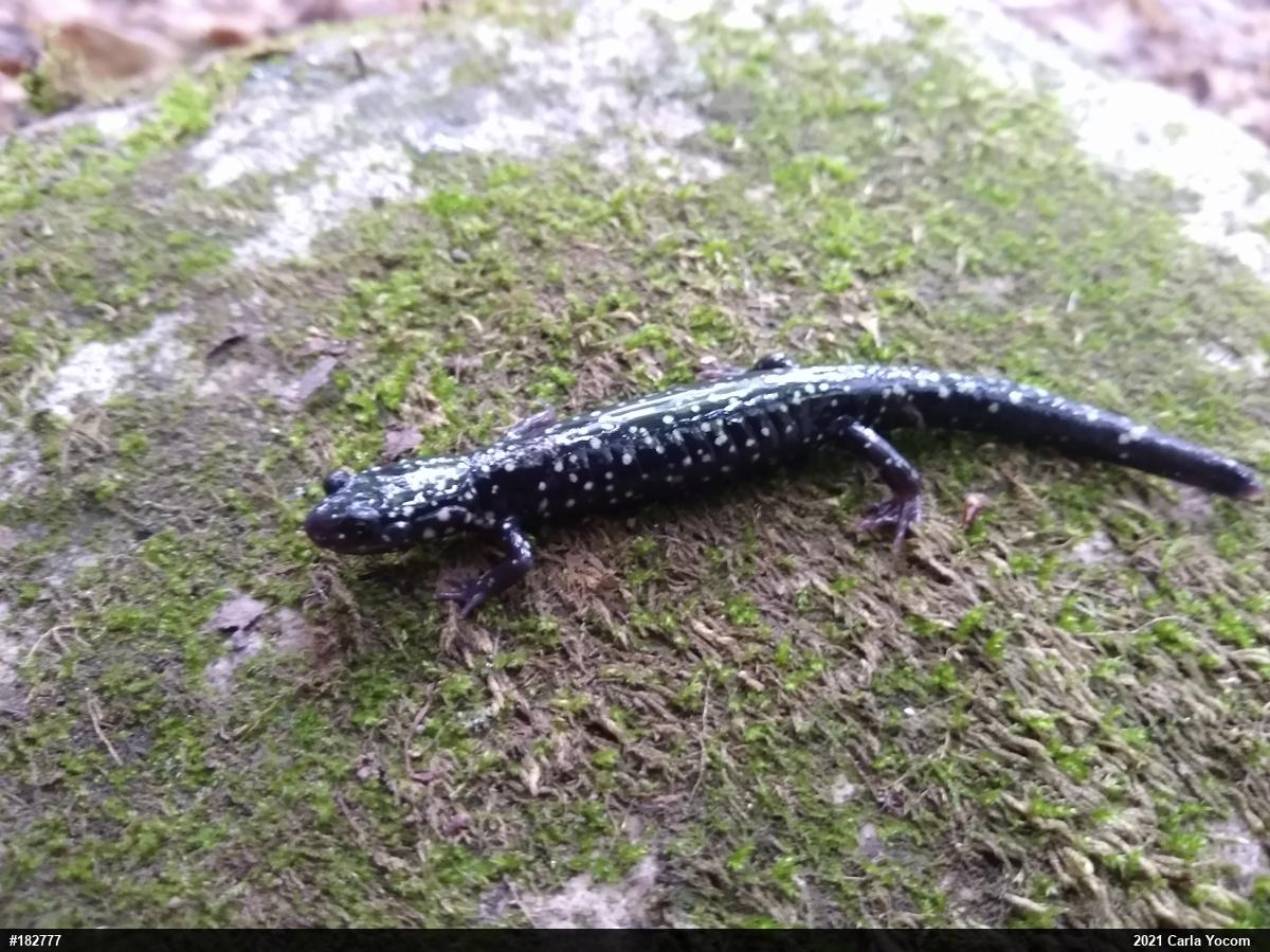 Northern Slimy Salamander