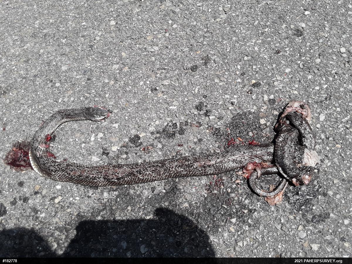 Eastern Ratsnake