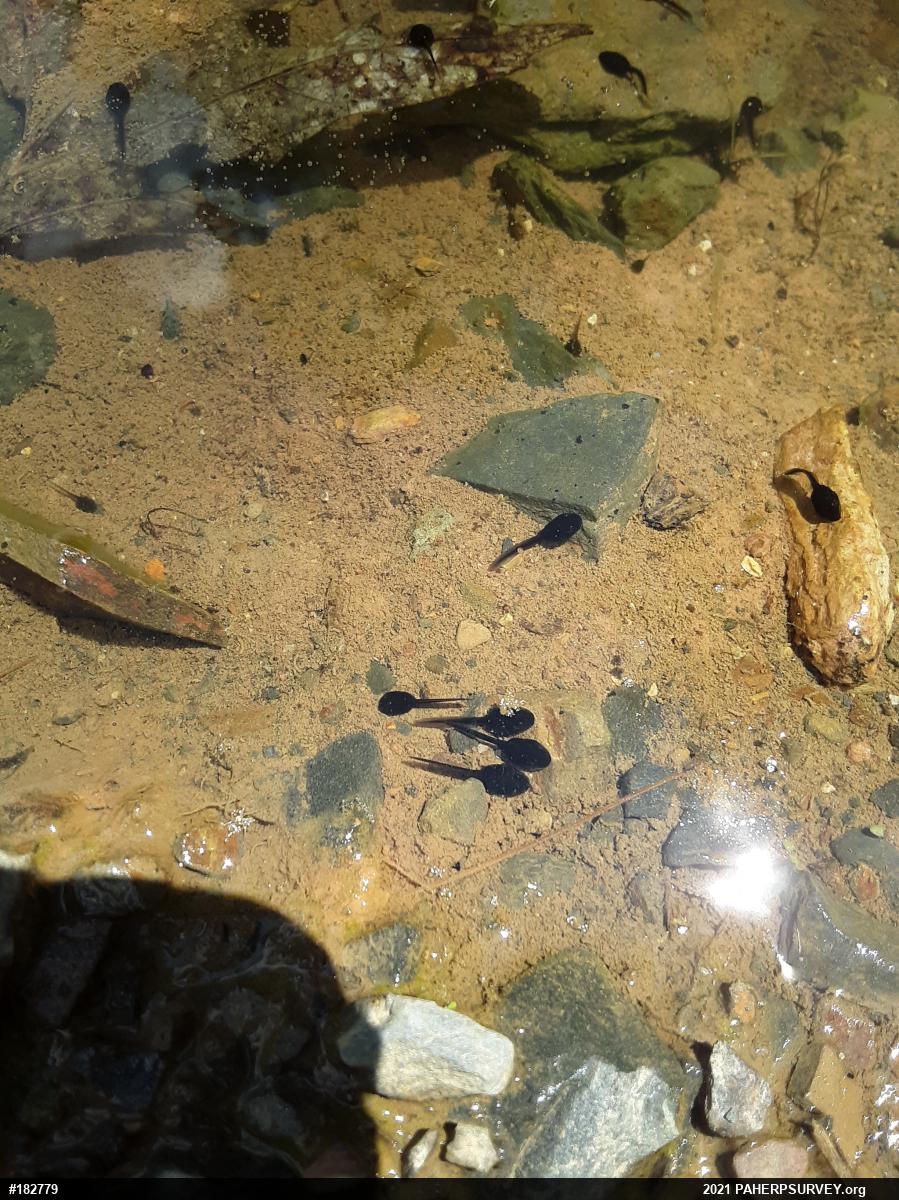 Eastern American Toad