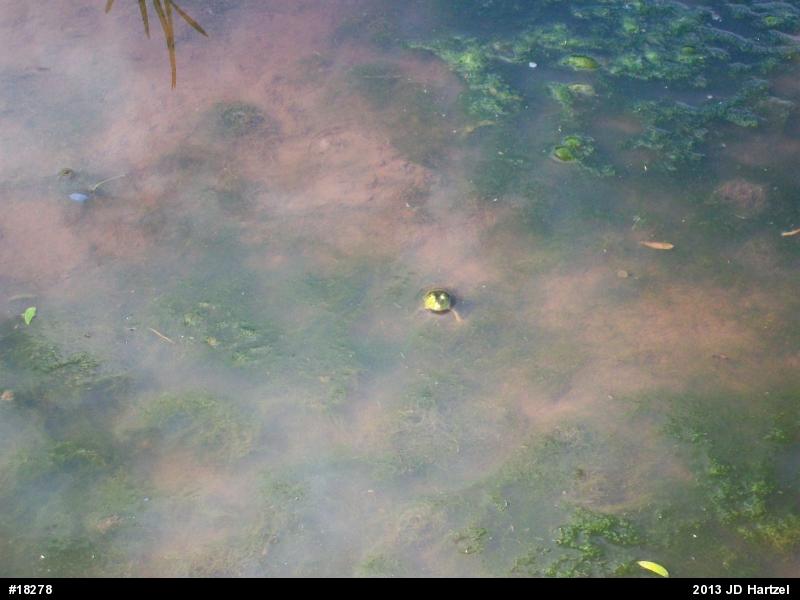 American Bullfrog