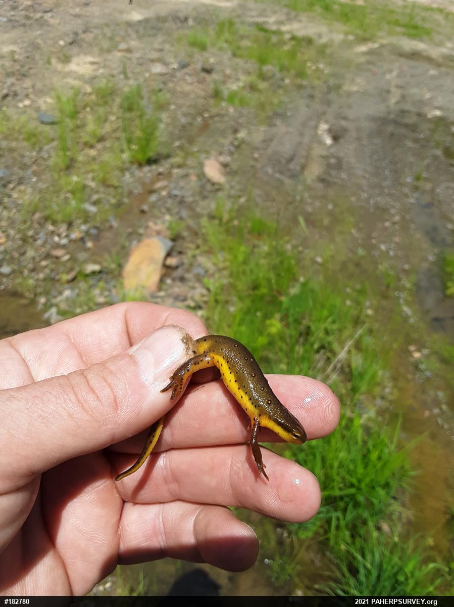 Red-spotted Newt