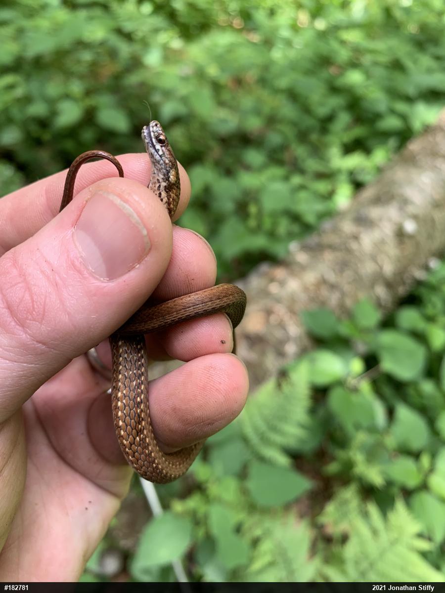 Red-bellied Snake