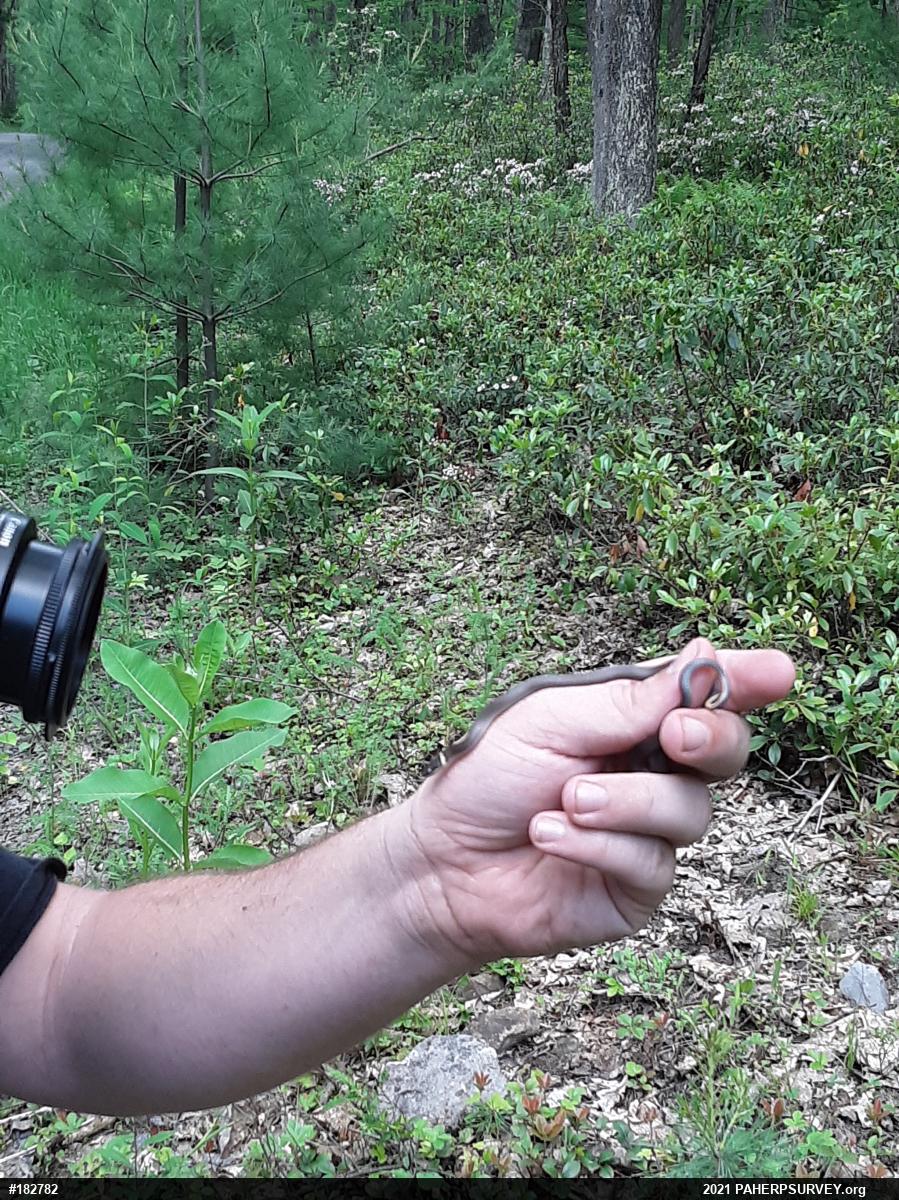 Northern Ring-necked Snake