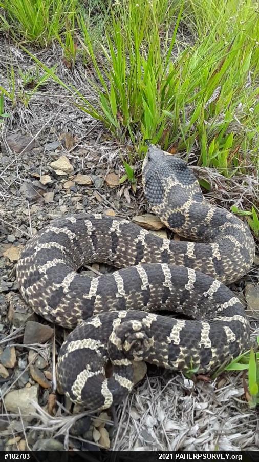 Eastern Hog-nosed Snake