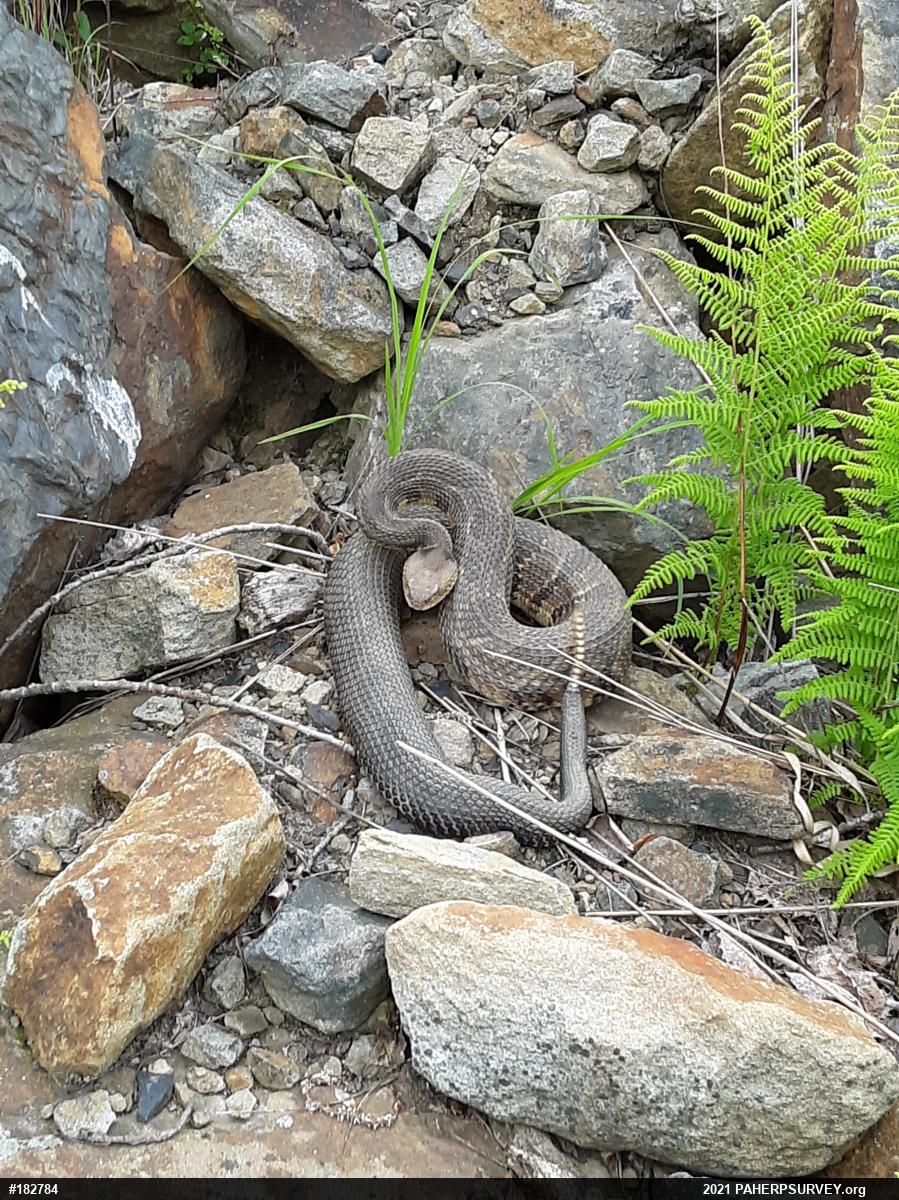 Timber Rattlesnake