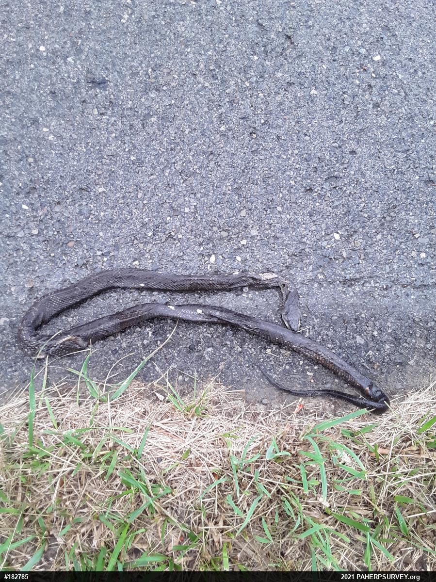 Eastern Ratsnake