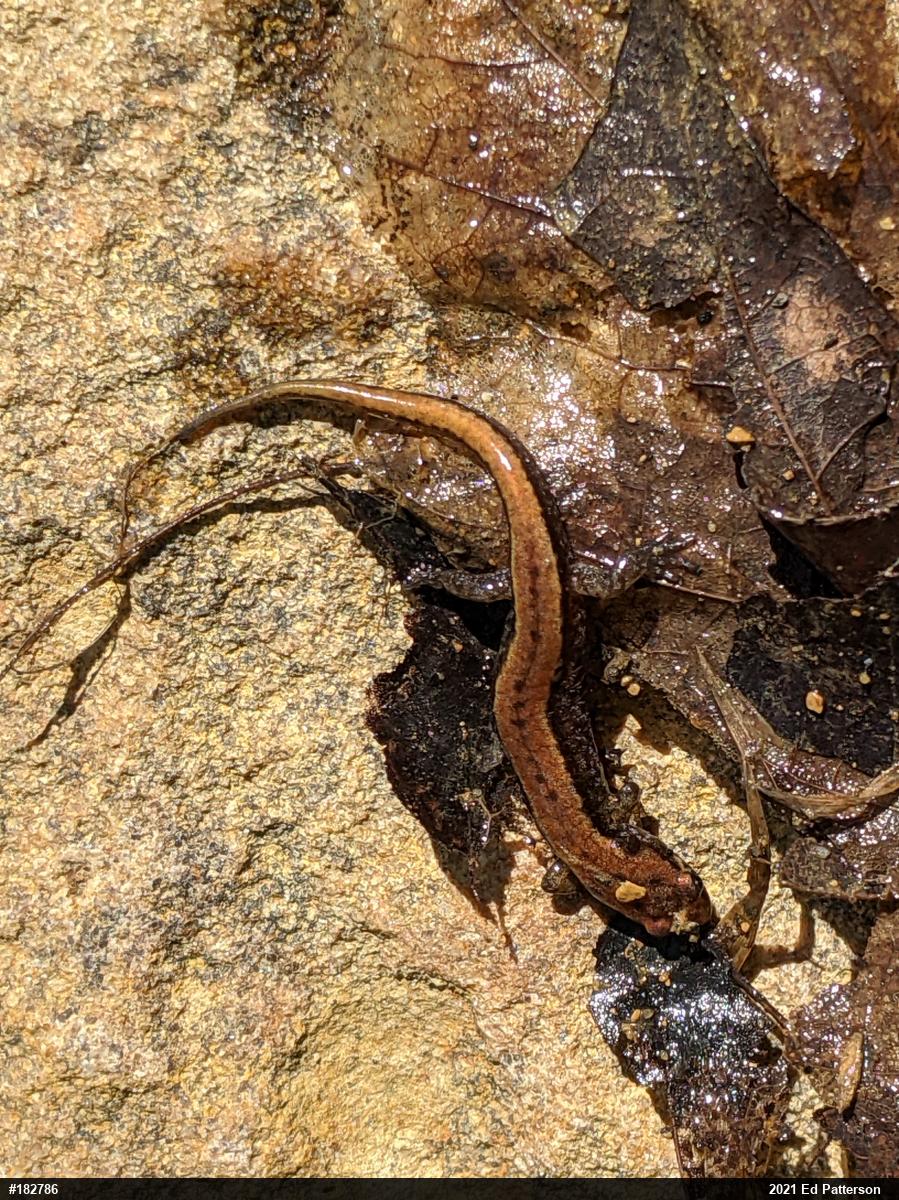Allegheny Mountain Dusky Salamander