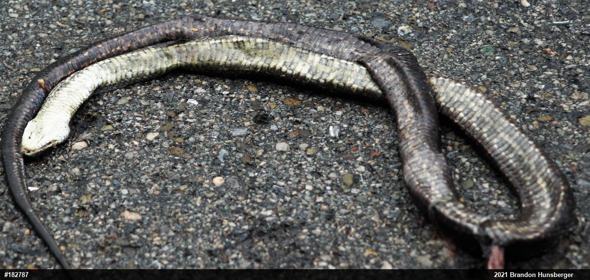 Eastern Ratsnake