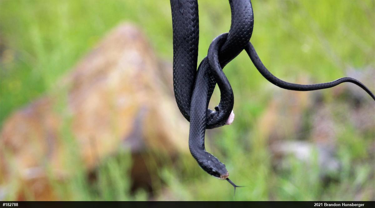 Northern Black Racer