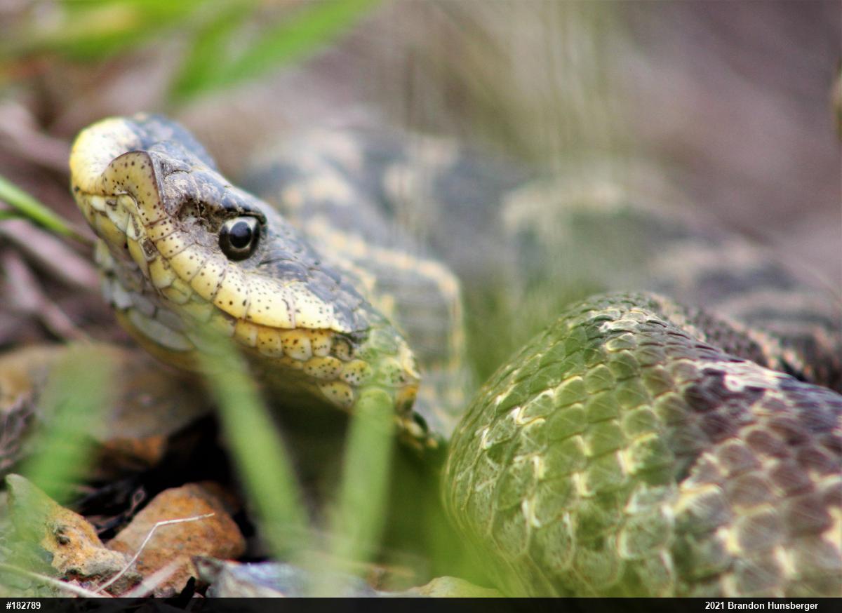 Eastern Hog-nosed Snake