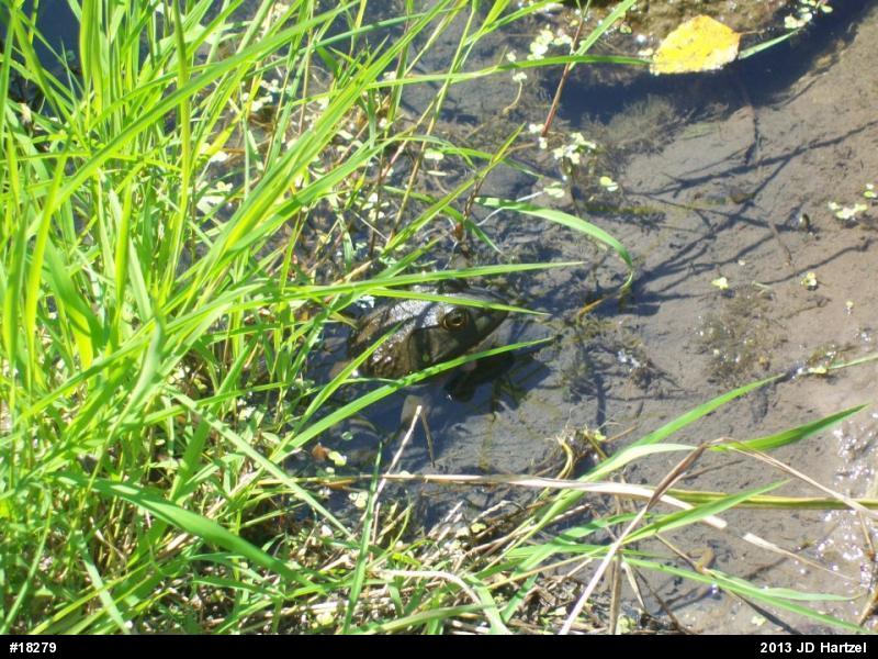 American Bullfrog