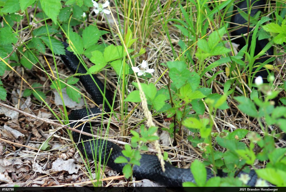 Northern Black Racer