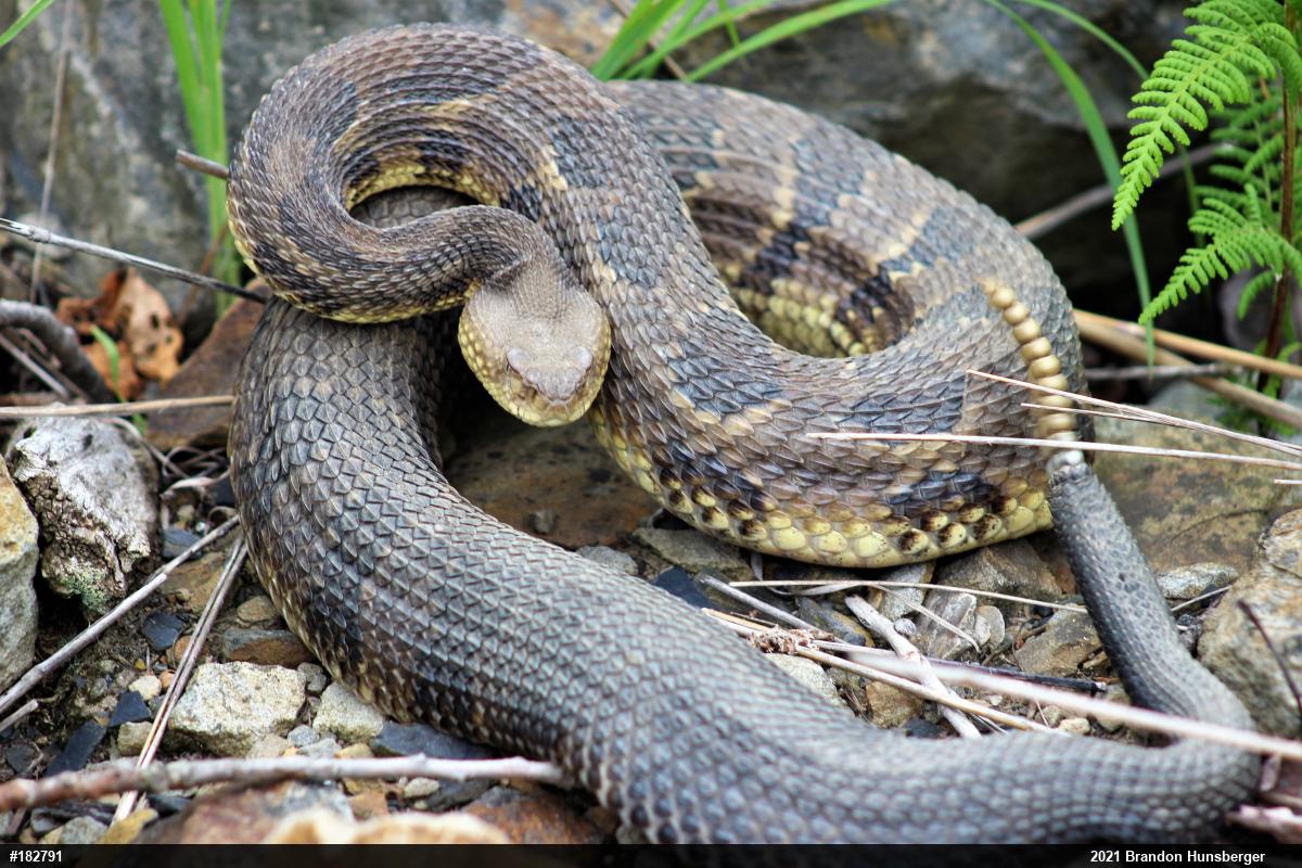 Timber Rattlesnake