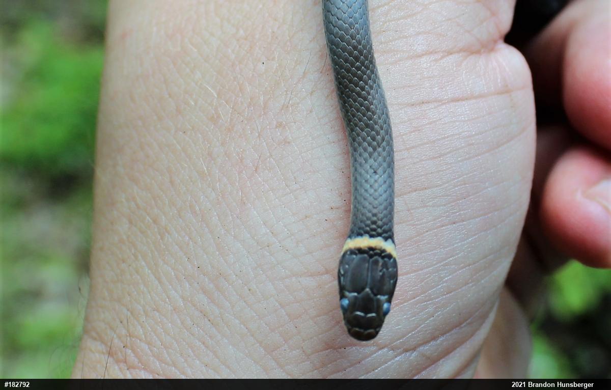 Northern Ring-necked Snake
