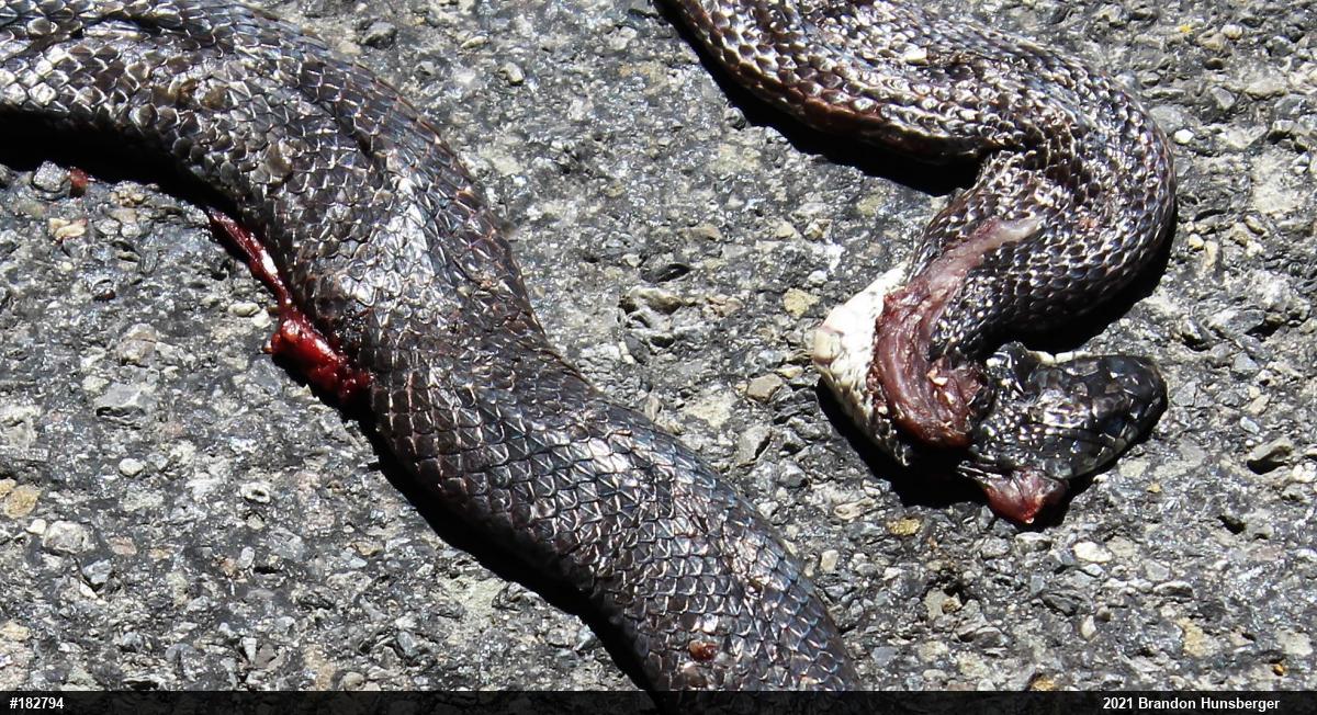 Eastern Ratsnake