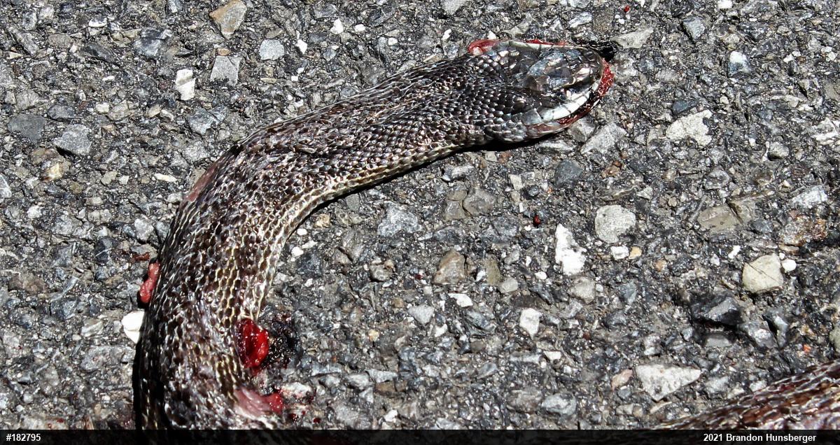 Eastern Ratsnake
