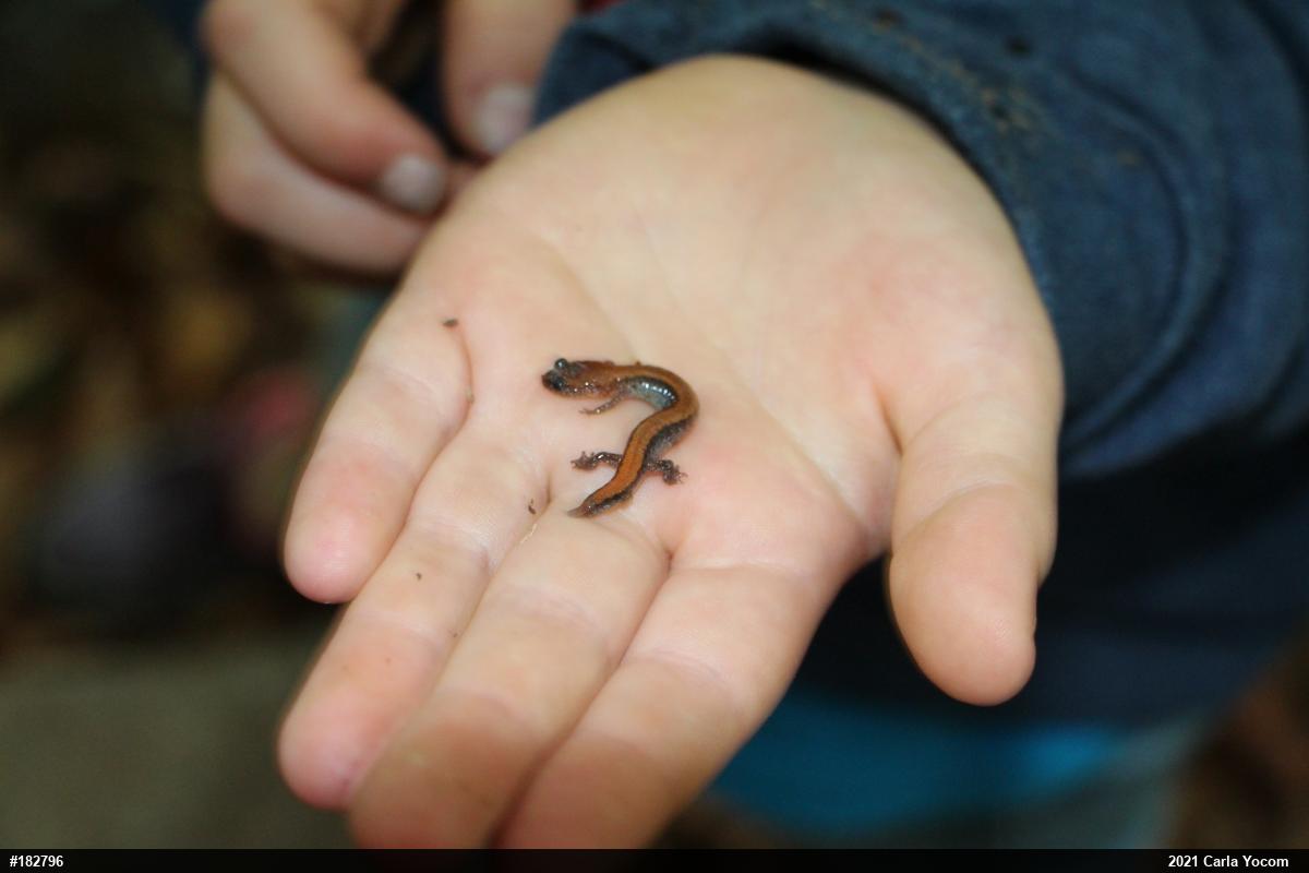 Eastern Red-backed  Salamander