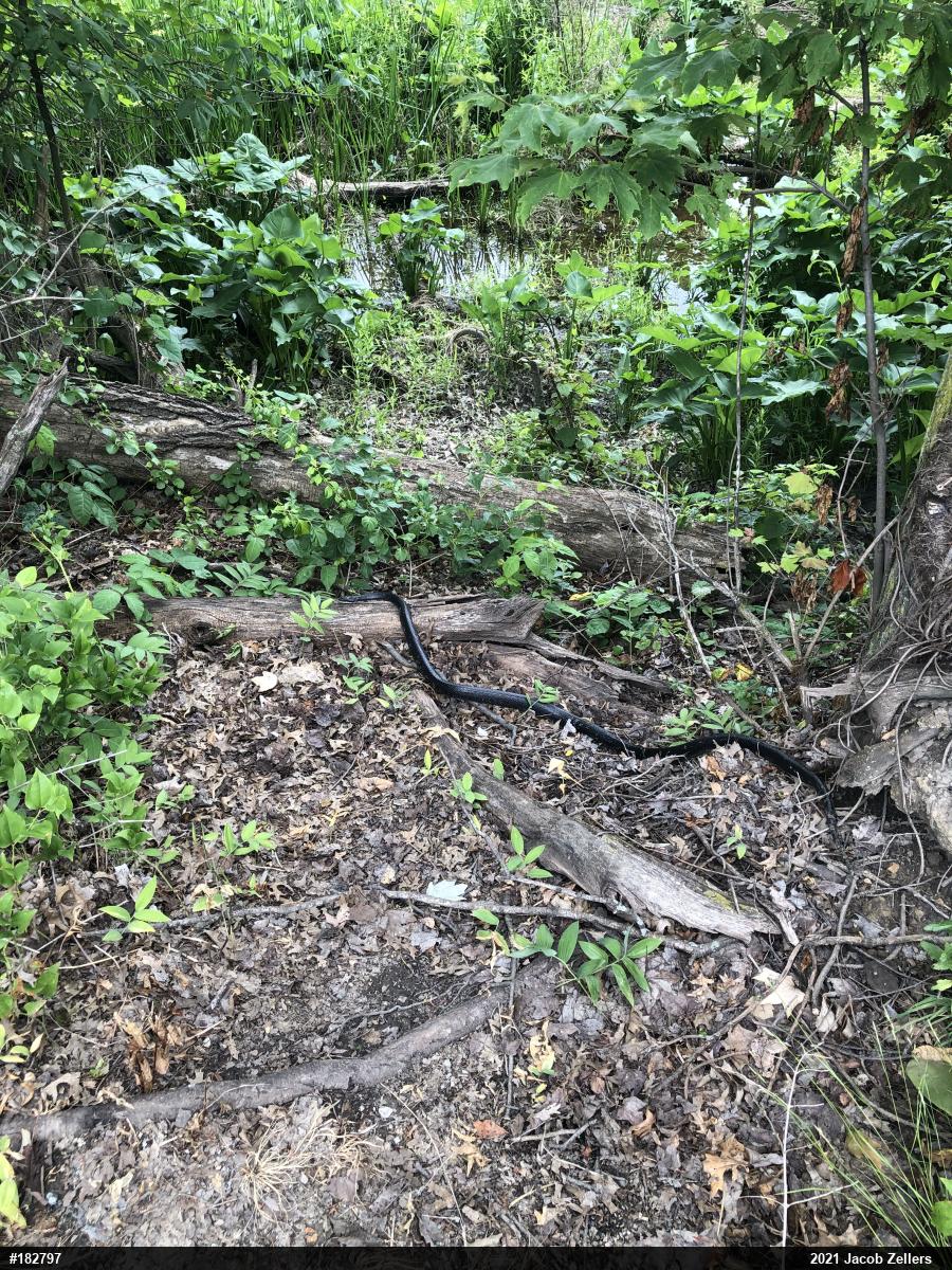 Eastern Ratsnake