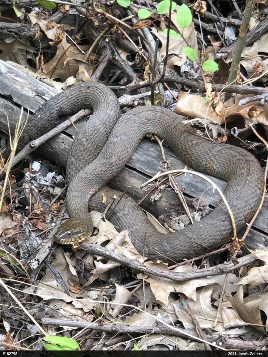 Northern Watersnake