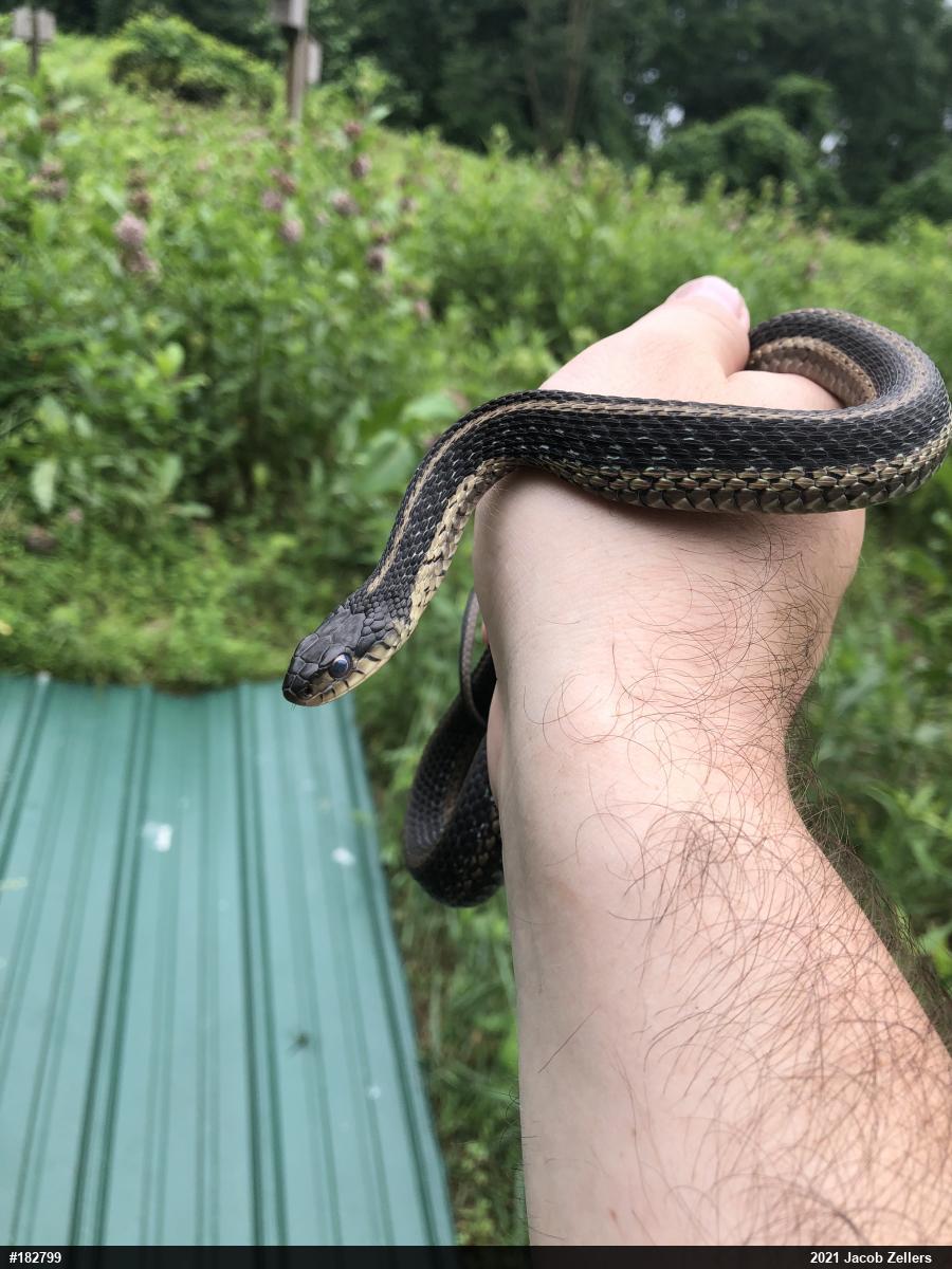 Eastern Gartersnake
