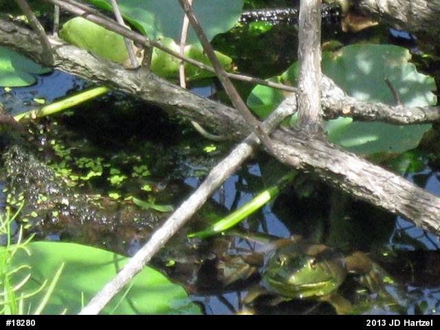 American Bullfrog