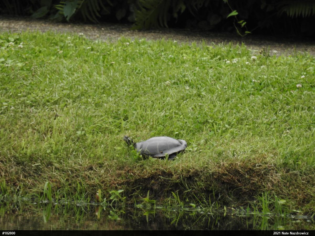 Painted Turtle
