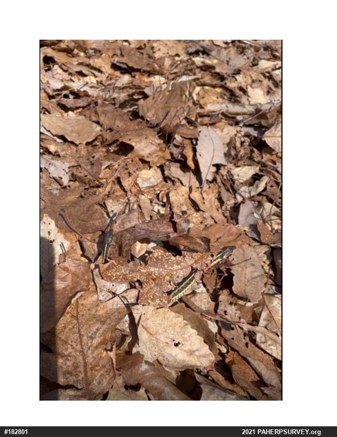 Eastern Gartersnake