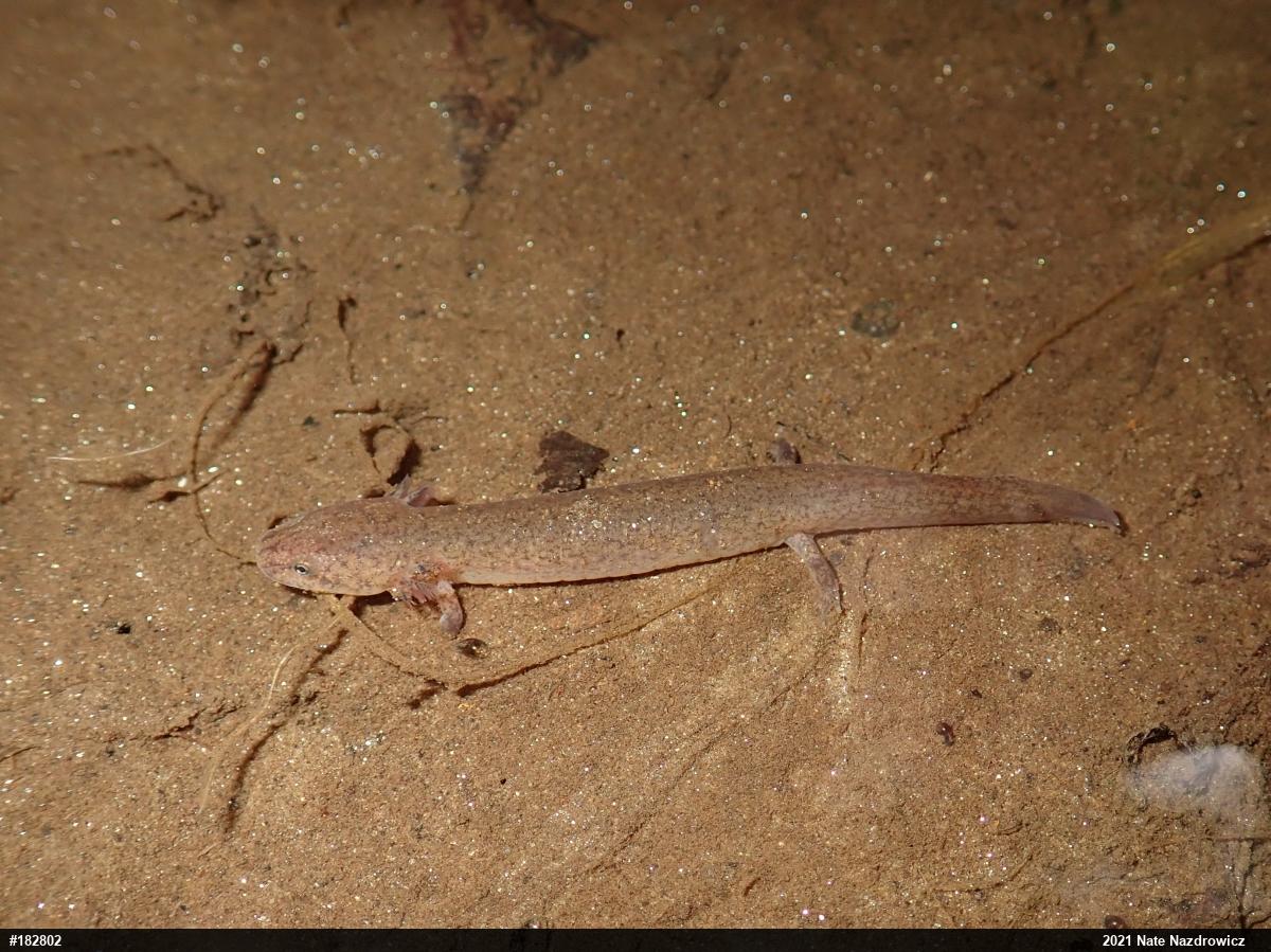 Northern Red Salamander