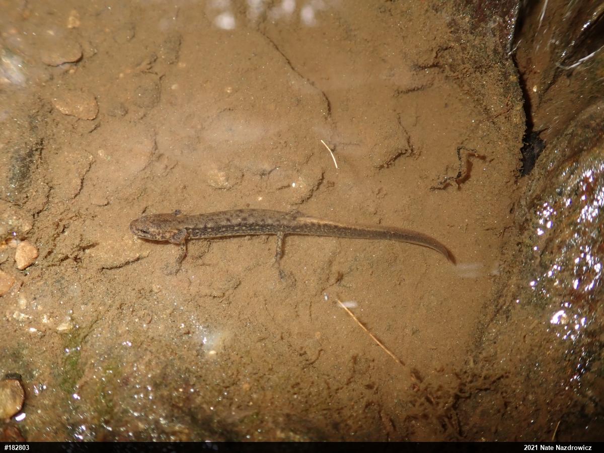 Northern Two-lined Salamander