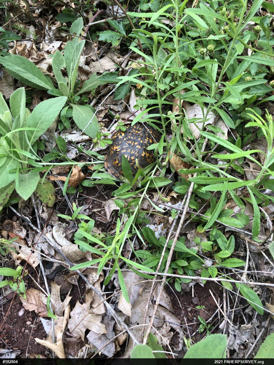 Eastern Box Turtle