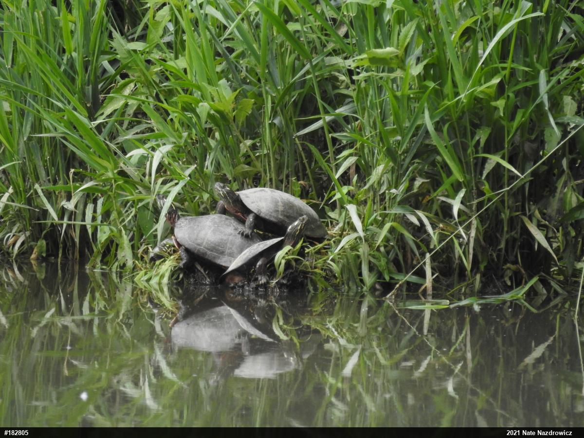Painted Turtle