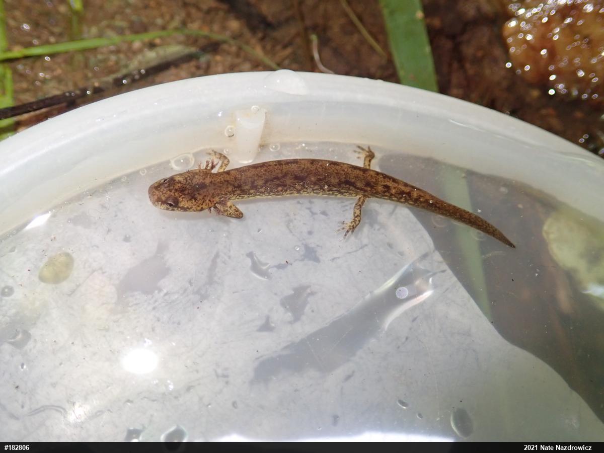 Northern Two-lined Salamander