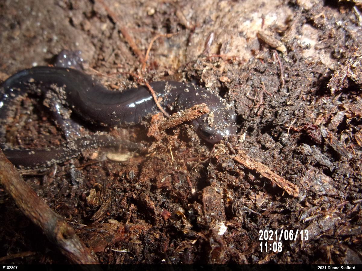 Wehrle's Salamander