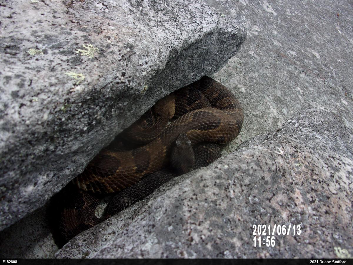Timber Rattlesnake