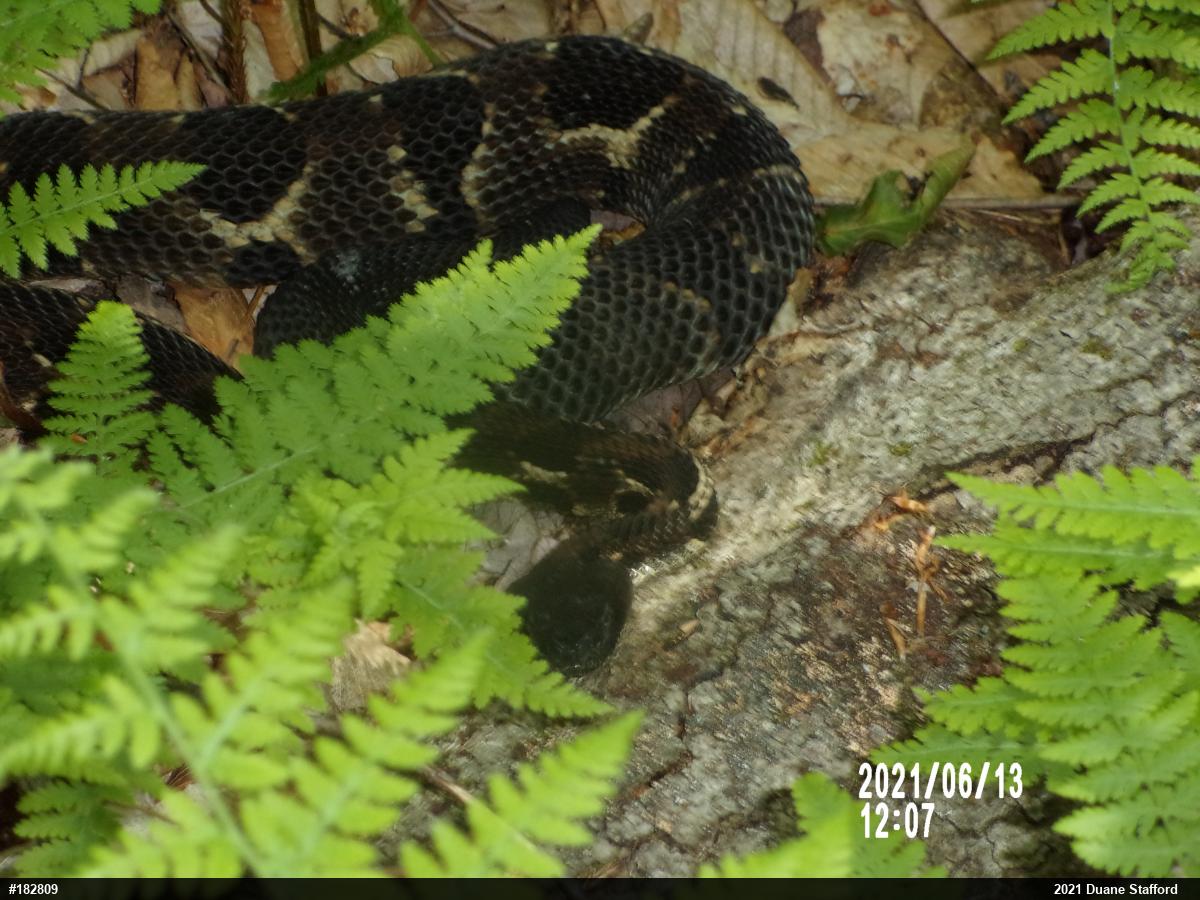 Timber Rattlesnake