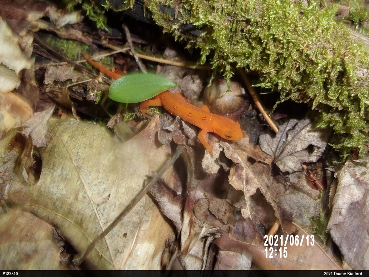 Red-spotted Newt