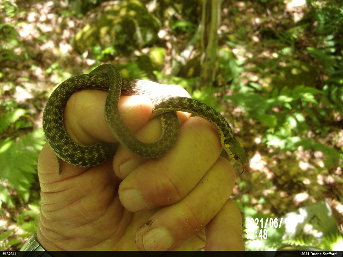 Eastern Gartersnake
